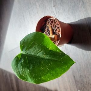 Monstera Thai Constellation